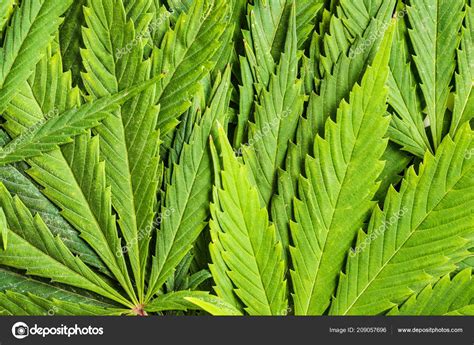 Green Cannabis Leaves Closeup Shot Stock Photo by ©jirkaejc 209057696