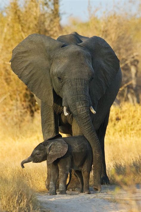 Mother & Baby Elephant | Elephant pictures, Elephants photos, Elephant