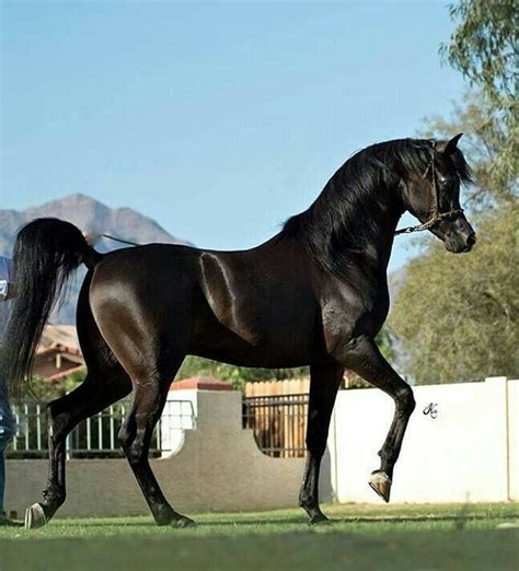 Pin by Theresa Kain on My kingdom for a horse! | Black arabian horse ...