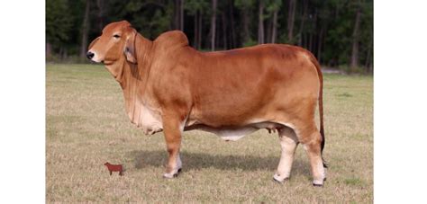 Brahman Show Cattle Are Looking Fine and Are For Sale at Moreno Ranches