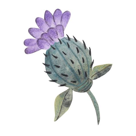 Burdock flower. watercolor illustration 22939884 Vector Art at Vecteezy