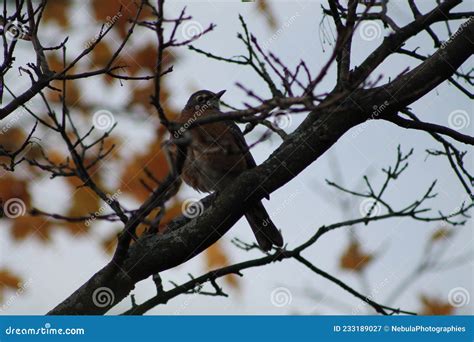 American Robin Ready for Migration, Goodbye Beautiful Bird Stock Image ...