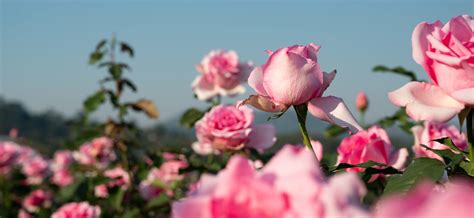 La rosa y su fruto: una fuente de vitamina C - Fundación Aquae