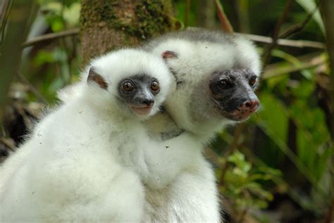 File:Silky Sifaka mom and infant close.JPG - Wikimedia Commons