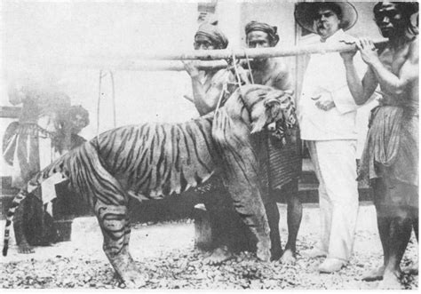 Bali tiger | Extinct Animals Wiki | Fandom