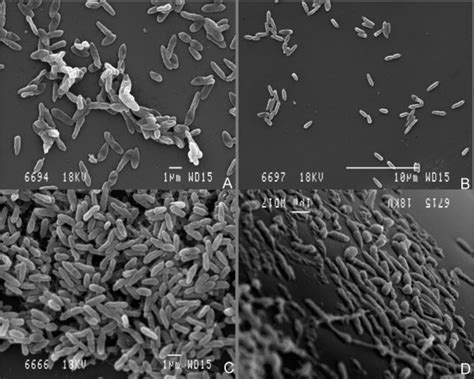 Scanning electron microscopy images of Pseudomonas aeruginosa isolates ...