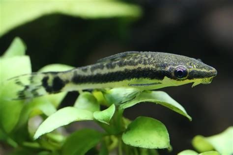 Care Guide for Otocinclus Catfish — Peaceful, Schooling Algae Eater ...