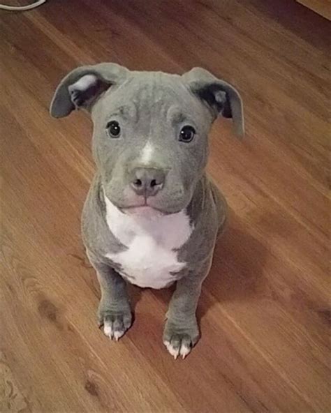 20+ Cute Pitbull Dog Puppies | FallinPets