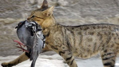 Cats, the No. 1 killer of birds in Canada - British Columbia - CBC News