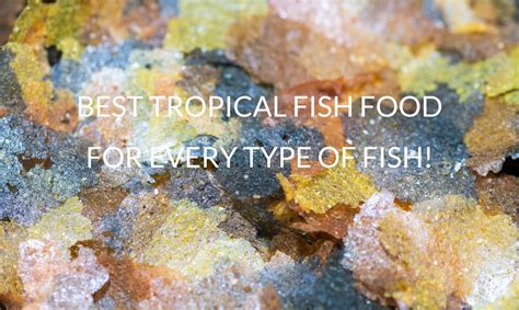 Best Tropical Fish Food (10 Choices For All Fish) - Betta Care Fish Guide