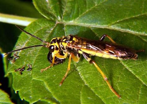 Symphyta | Wood-Boring, Parasitic & Pollinating | Britannica