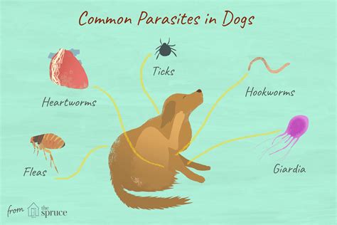 Parasites in Dogs That You Should Know