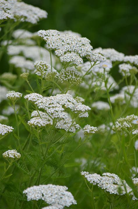 Achillea millefolium Yarrow | Prairie Moon Nursery