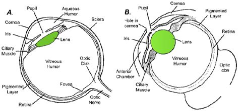 Giant Squid Eye Diagram | Bruin Blog