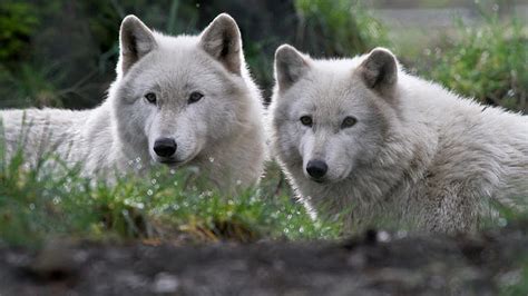 Wolf, wildlife, white wolf, nature, animals, HD wallpaper | Peakpx