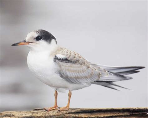 Common Tern | Audubon Field Guide Audubon Society, Field Guide ...