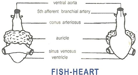 CHARACTERISTICS OF FISH