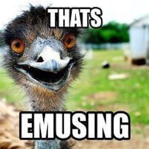 Oh emu... | Animal puns, Funny puns, Animal memes