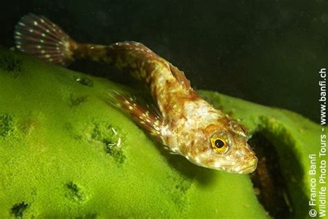 Baikal Lake, the blue pearl of Siberia • Mares - Scuba Diving Blog