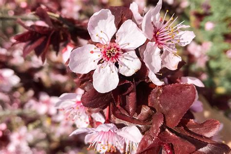 17 Types of Flowering Trees for Home Landscaping