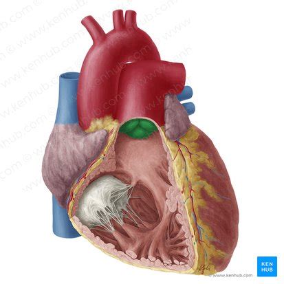 Pulmonary valve: Anatomy and function | Kenhub