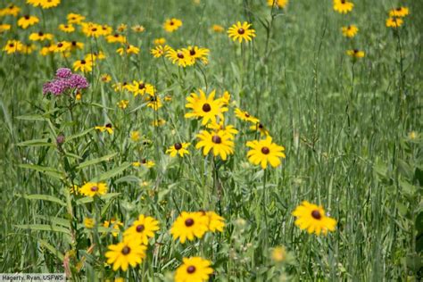 Grasslands Animals And Plants