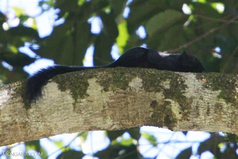 Black Flying Squirrel (Aeromys tephromelas)