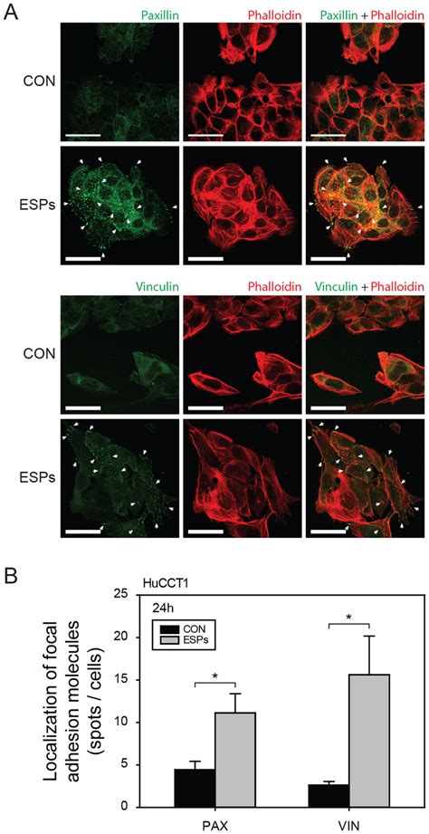 Expression and localization of focal adhesion molecules. (A) Expression ...