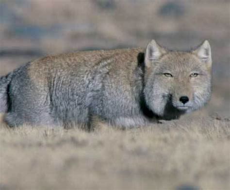 Why So Serious, Tibetan Sand Fox? | Featured Creature