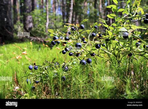 whortleberry in marsh Stock Photo - Alamy