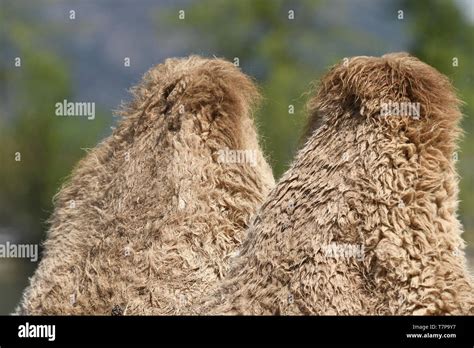 details of a desert camel Stock Photo - Alamy