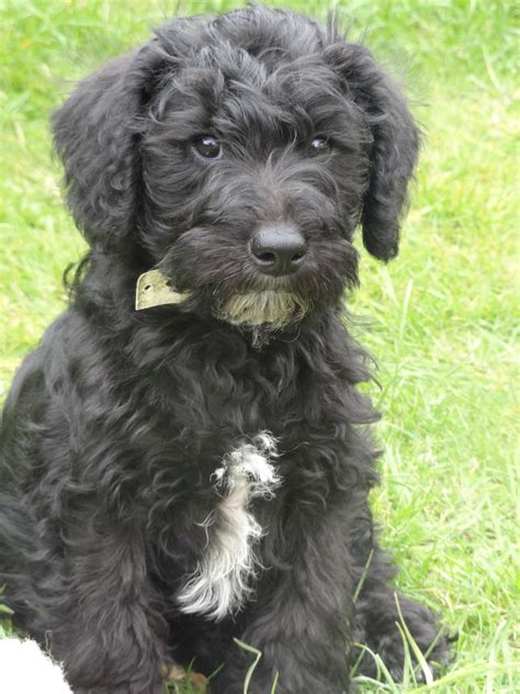 Schnoodle (Schnauzer-Poodle Mix) Info, Puppies, Temperament, Pictures ...