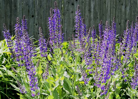 Salvia | Deer resistant perennials, Perennials, Deer resistant flowers