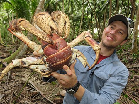 Coconut crabs of the Chagos Archipelago | Chagos Conservation Trust