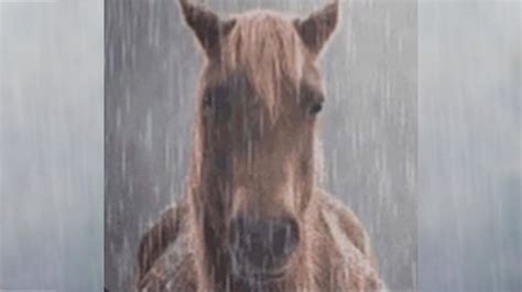 Horse in the Rain | Know Your Meme