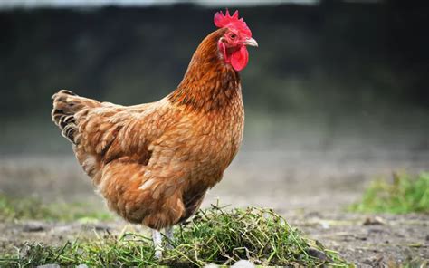 What is a Chicken? A Look at the Bird We Love to Eat - LearnPoultry