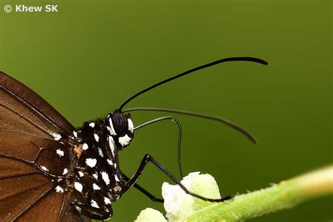 Butterflies of Singapore: The Butterfly Antennae