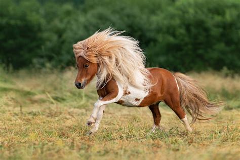 Five Fascinating Facts – Shetland Pony - The Scots Magazine