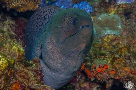 Giant Moray Eel-Facts and Photographs | Seaunseen