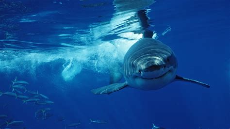 Great White Shark Images Underwater