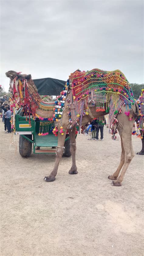 Pin on camel festival bikaner 2017