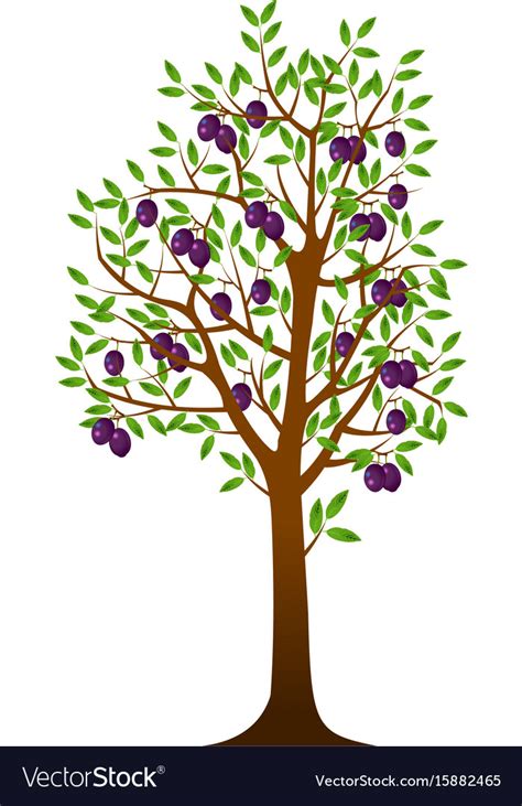 Plum tree Royalty Free Vector Image - VectorStock