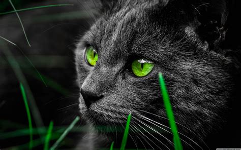 Green Cat Wallpapers - Top Free Green Cat Backgrounds - WallpaperAccess