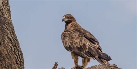 Maasai Mara Birds | The Birds of Maasai Mara - Go Masai Mara Safari Tours