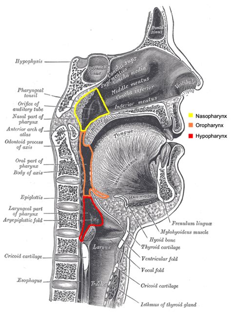 The Pharynx | Nasopharynx | Oropharynx | Laryngopharynx