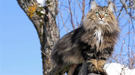 Norwegian Forest Cats | Pet Health Insurance & Tips