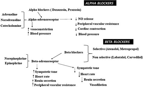 Schematic representation of mechanism of action of alpha‐ and ...