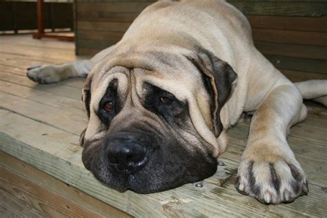 English Mastiff Growth Chart & Size Guide - Plus 4 factors that May ...