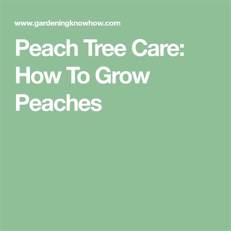 Peach Tree Care: How To Grow Peaches | Peach tree care, Tree care ...