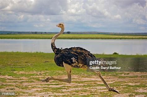 400 Ostrich Running Stock Photos, High-Res Pictures, and Images - Getty ...